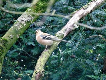 Close-up of bird perching on tree