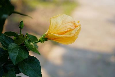 Close-up of yellow flowering plant