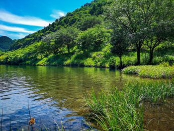 Scenic view of lake by trees against sky