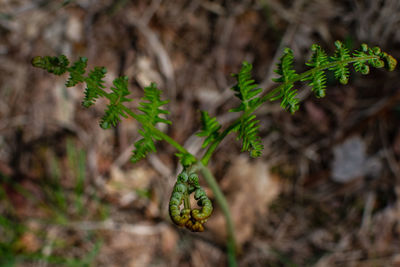 Close-up of plant growing on field