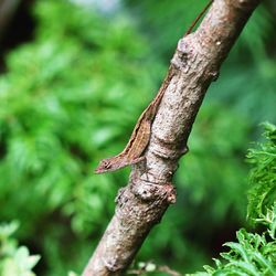 Close-up of lizard on tree trunk