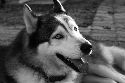 Siberian husky portait