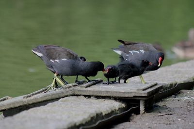 Bird perching on leaf