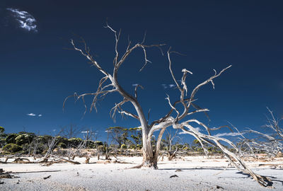 Bare tree on sand against clear sky