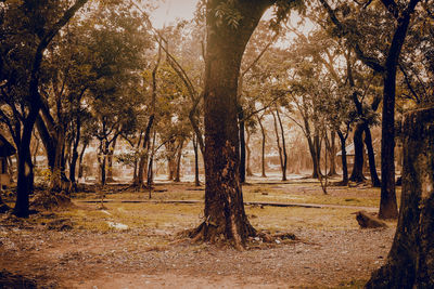 Trees in forest