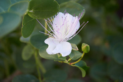 Close-up of purple flowering plant