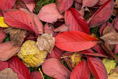 Autumn leaves