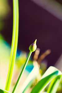 Close-up of plant against blurred background