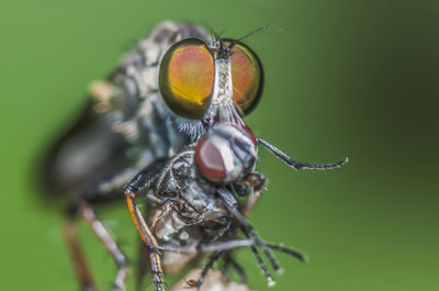 Close-up of fly