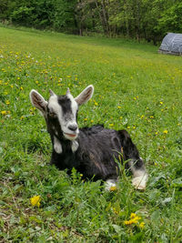 Portrait of goat on field