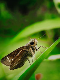 Close-up of butterfly on leaf