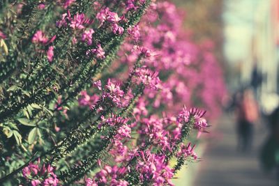 Close-up of flowering plant