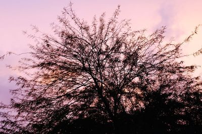 Close-up of silhouette tree against sky at sunset