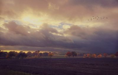 Birds flying over field against sky during sunset