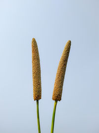 Low angle view of plant against clear sky