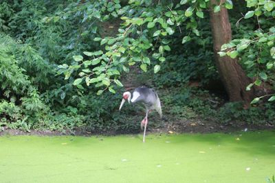 View of a bird in forest