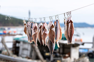 Close-up of fish hanging on rack