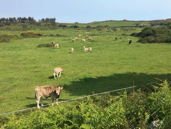 Sheep grazing in a field