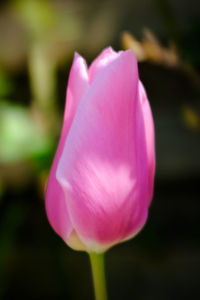 Close-up of pink tulip