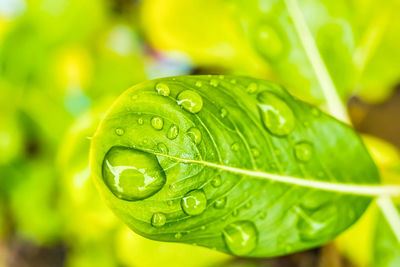 Close-up of wet plant leaves