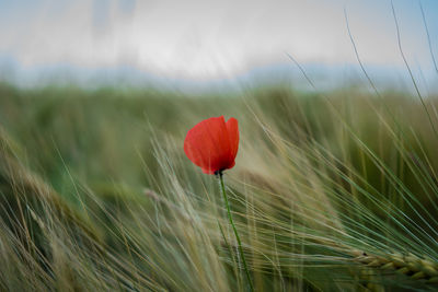 Close-up of red poppy flower amidst wheat on field