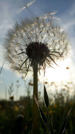Close-up of dandelion on field against sky