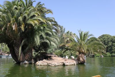 Palm trees by river against clear sky