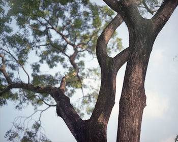 Low angle view of tree against sky