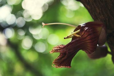 Close-up of snail on plant