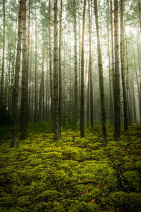 Pine trees in forest