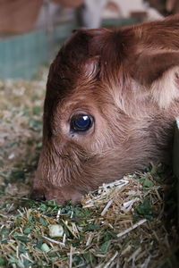 Close-up of a horse