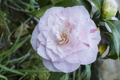 Close-up of pink flower