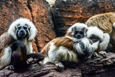 Monkeys sitting on rock