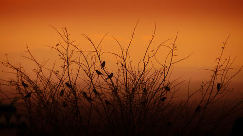 Close-up of silhouette plants against sky during sunset