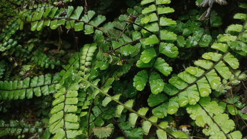 High angle view of leaves on plant in forest