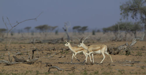 Arabic gazelle