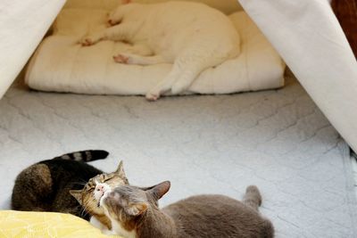 High angle view of cats sleeping on bed