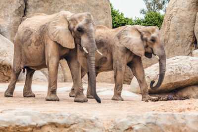 Two african elephants walking in savannah . wildlife in africa