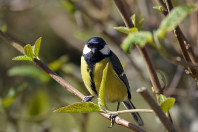 Close-up of bird perching on branch