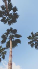 Low angle view of coconut palm tree against clear blue sky