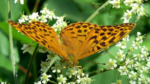 Close-up of butterfly pollinating on flower