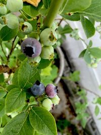 Close-up of fruits growing on tree