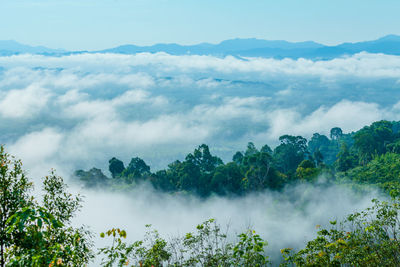 Scenic view of trees against sky