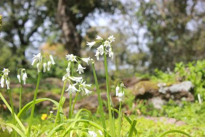 Close-up of white flowering plant on field