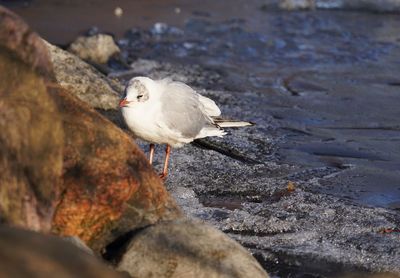 Seagull perching on rock