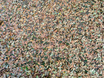 Full frame shot of dry leaves