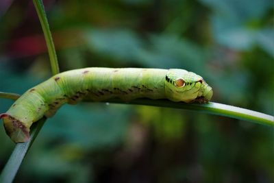 Close-up of lizard on leaf