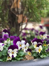 Close-up of purple flowers