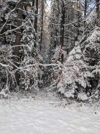 Snow covered trees in forest