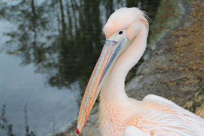 Close-up side view of a bird